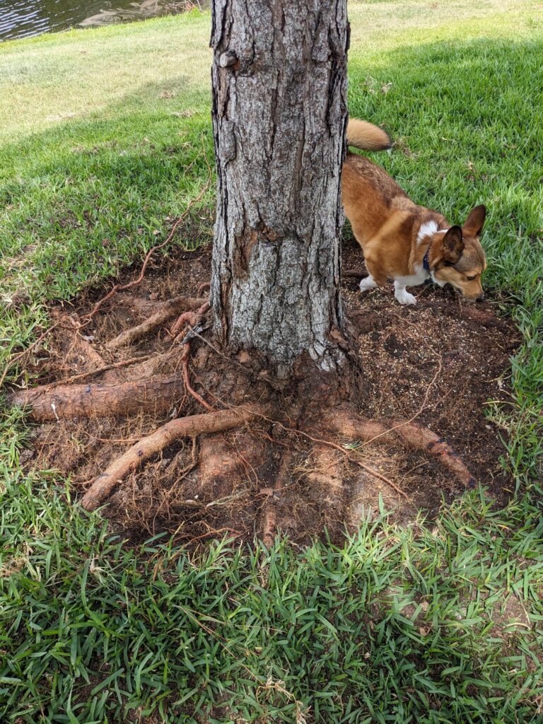 Root Flair Update Root Flair Update
