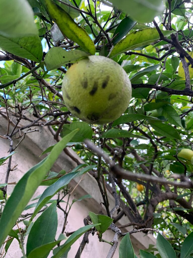 Orange Tree Advice Request Orange Tree Advice Request