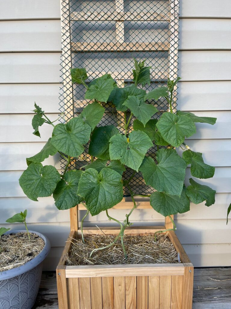 Update- cukes are thriving, tomatoes are very stunted Update- cukes are thriving, tomatoes are very stunted