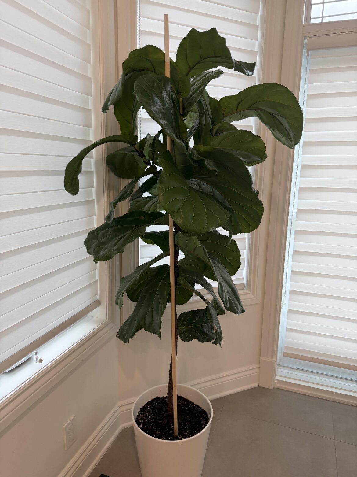 Beginner questions – Ficus lyrata Beginner questions - Ficus lyrata