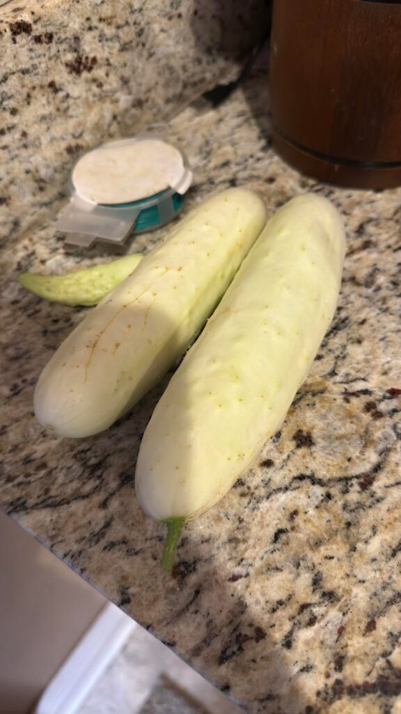 Mystery white cucumbers Mystery white cucumbers
