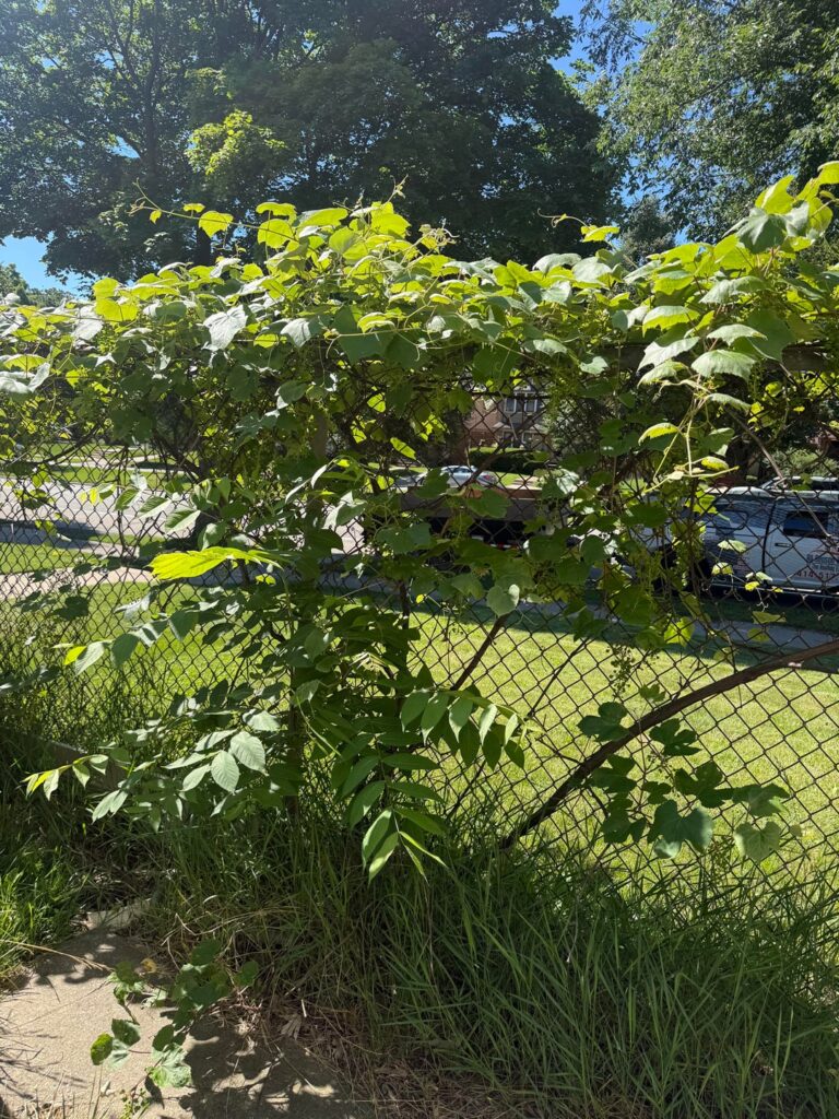 What kind of grapes are these? Milwaukee, WI