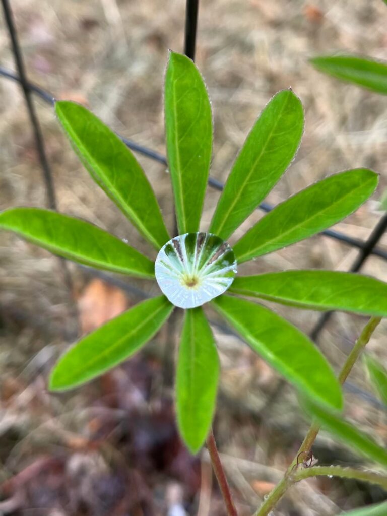 The way lupine holds rainwater 😍