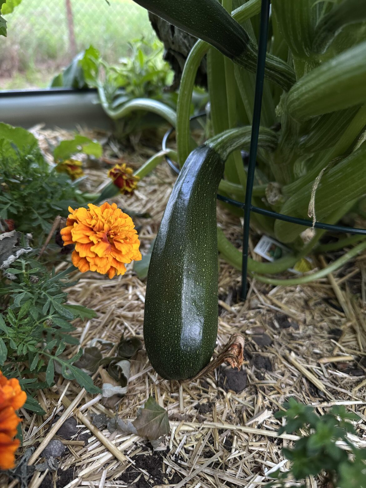 Look at this photogenic zucchini 😩