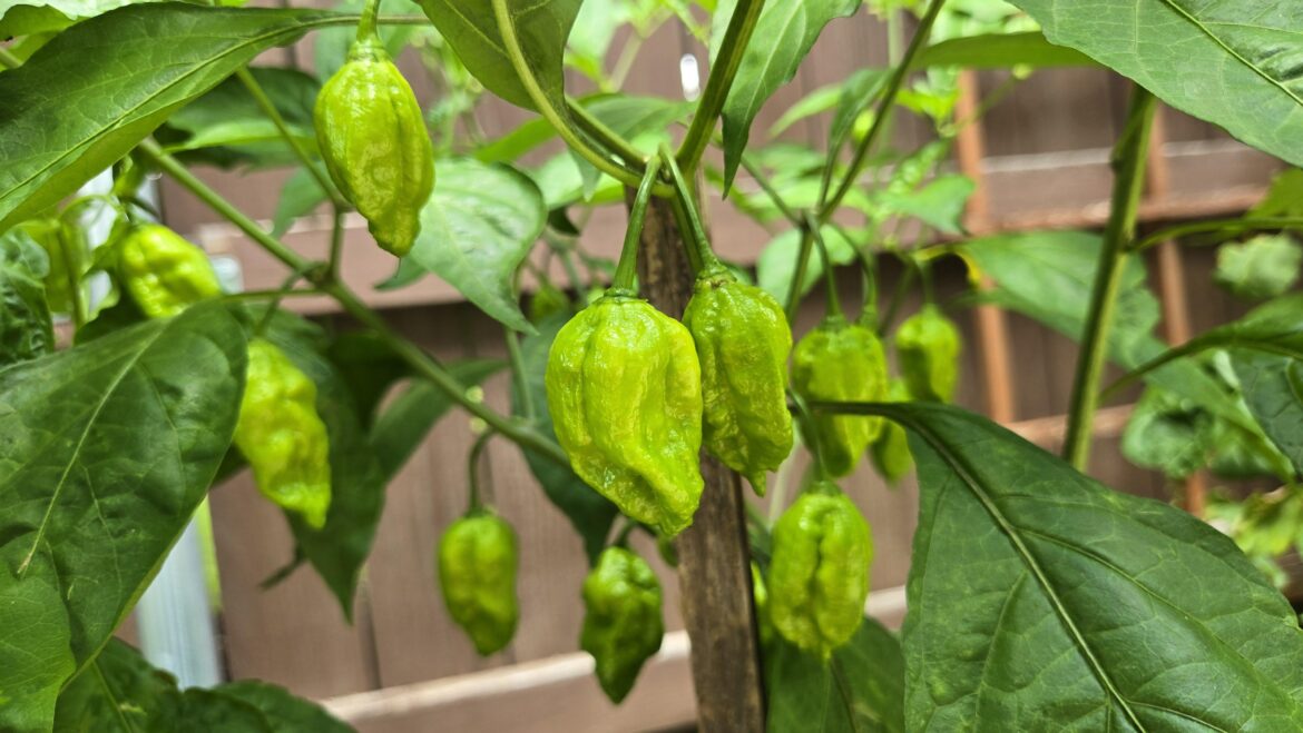 (OP) A forest of not yet ripe komodos...atx