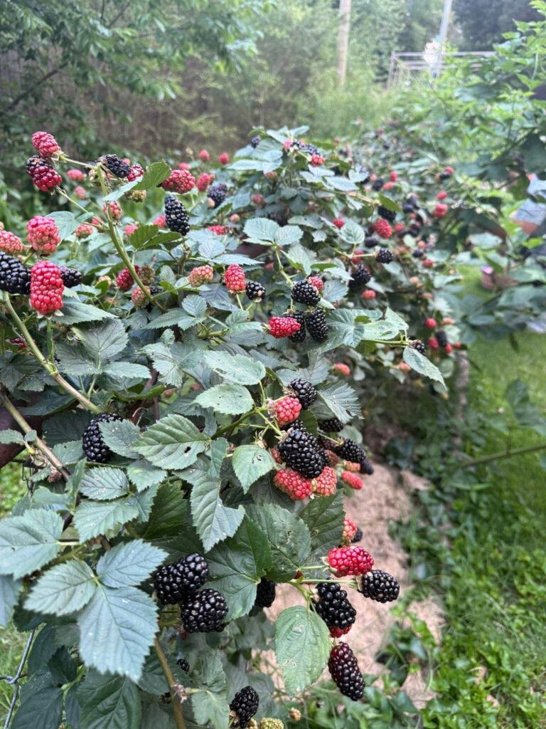Blackberry Abundance! Recipes?