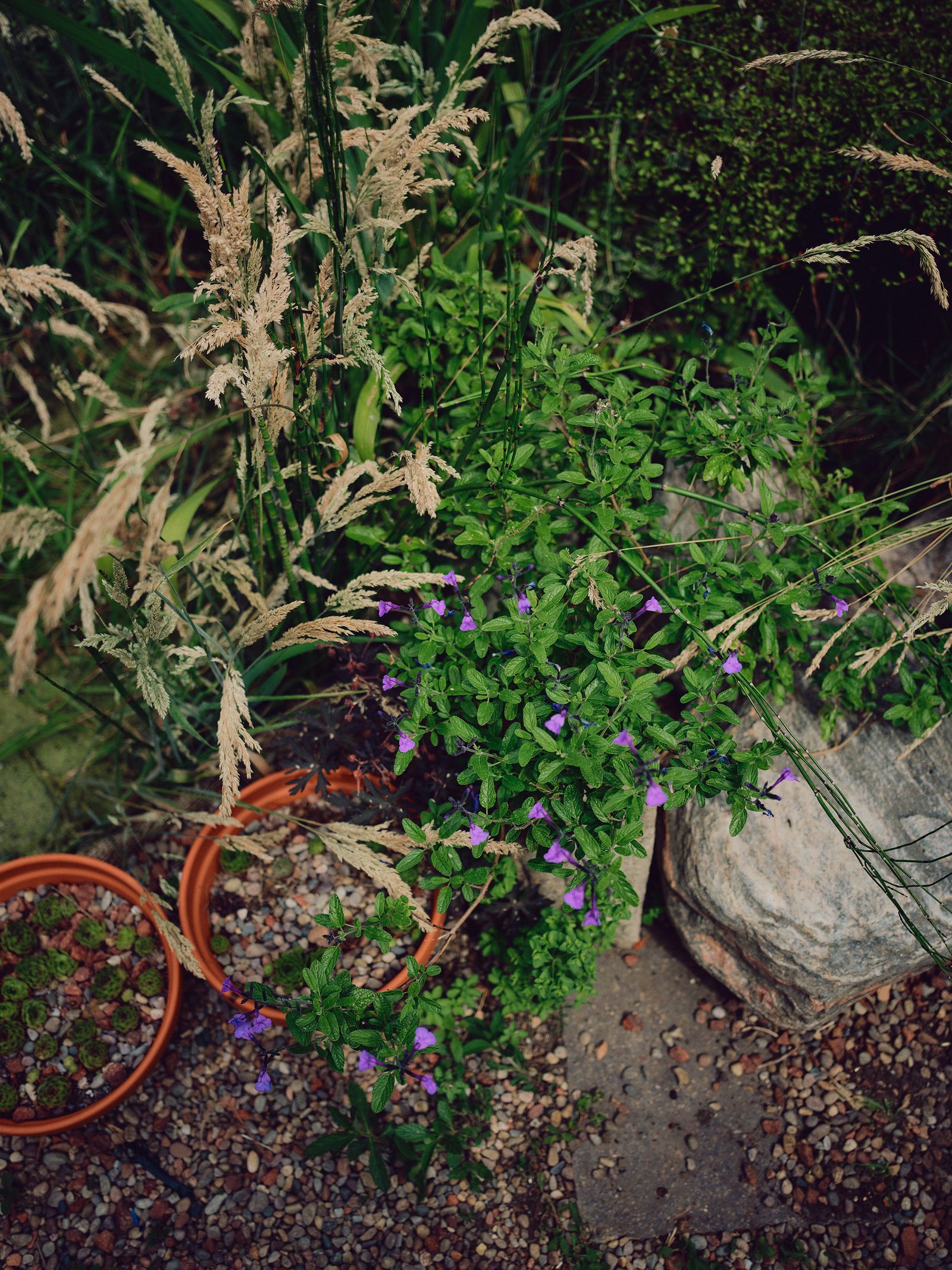 Image may contain Herbal Herbs Plant Vegetation Potted Plant Jar Planter Pottery Vase Flower Purple and Soil