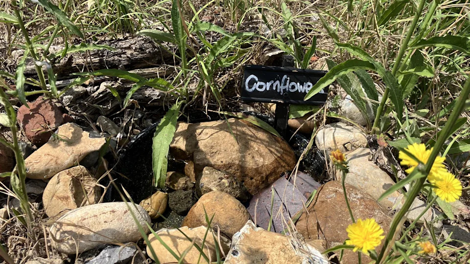 A small pool of water in the grass with pebbles in and around it. There is a black sign with “Cornflowers” written on it, and a stalk with yellow flowers at the foreground of the photo.