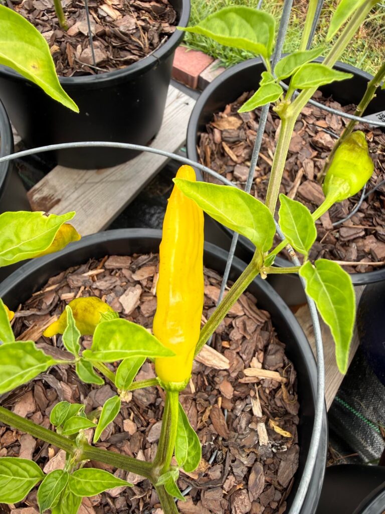 Identify pepper please