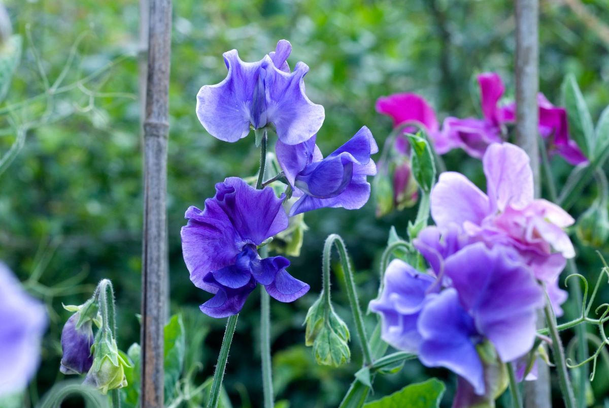 A close-up view of a garden showcasing vibrant purple and pink flowers with lush green foliage in the background.