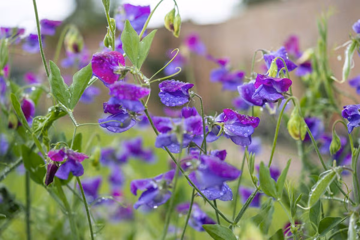 Beautiful blue and purple Sweet Peas in summer garden