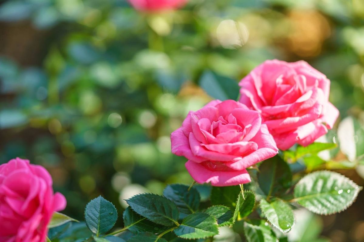 A close-up image showcases several vibrant pink roses surrounded by lush green foliage, with soft sunlight enhancing the natural beauty of the floral arrangement.