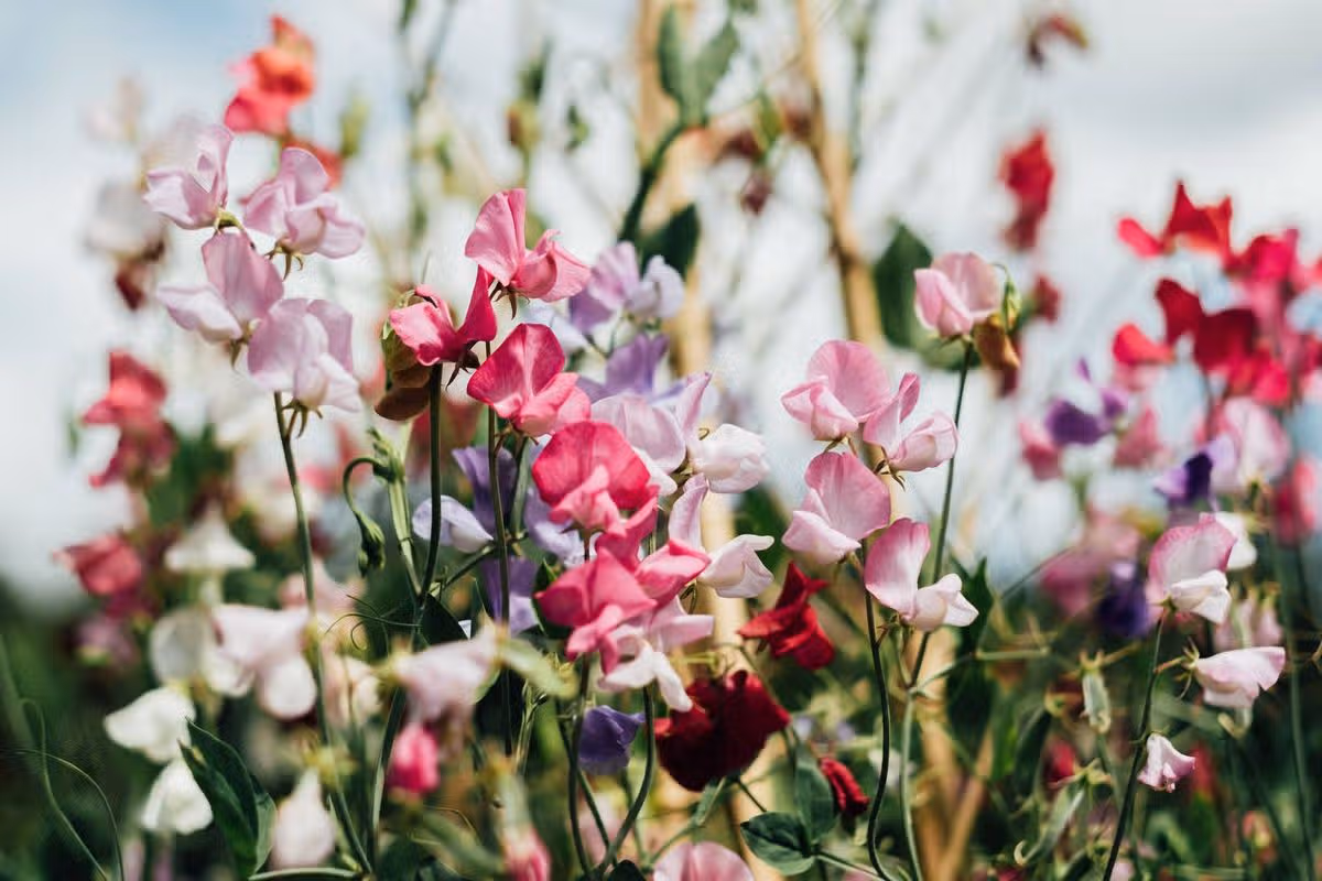Colorful sweet pea flowers blooming in a sunny garden setting