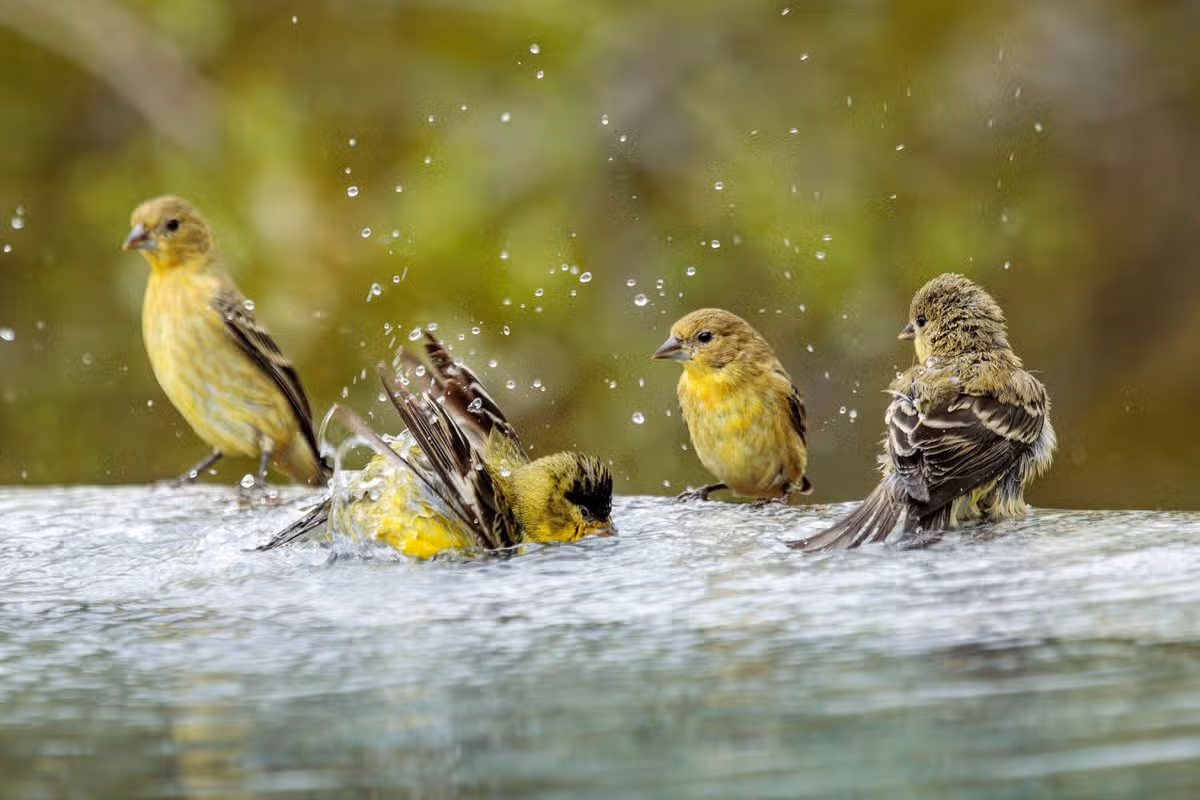 Lesser Goldfinches Bathing