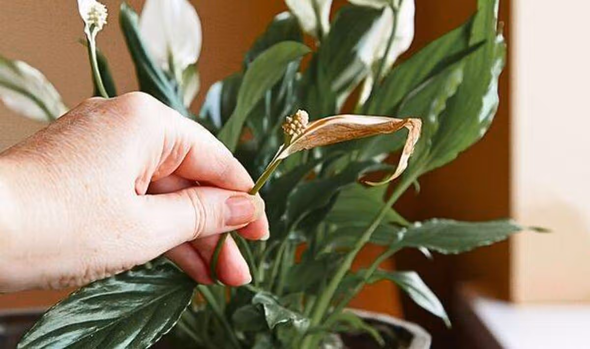 Picture of damaged peace lily flower