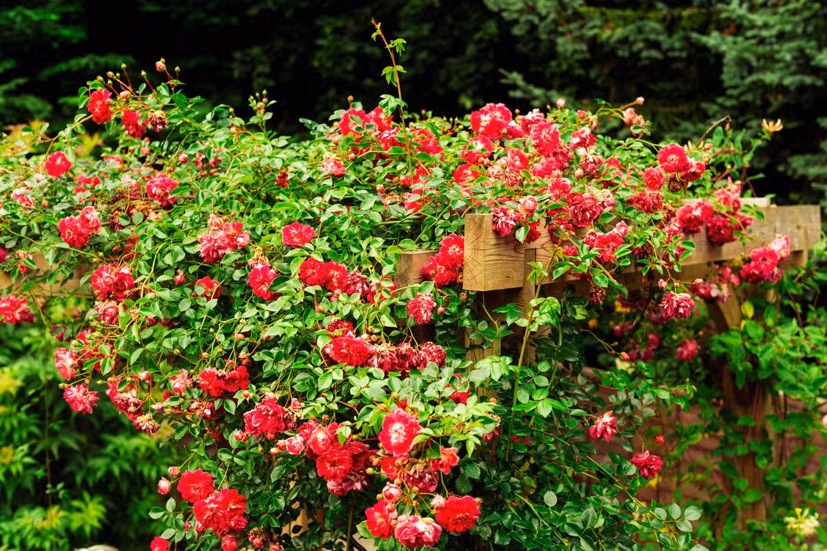 Rambling rose on top of a wooden pergola.