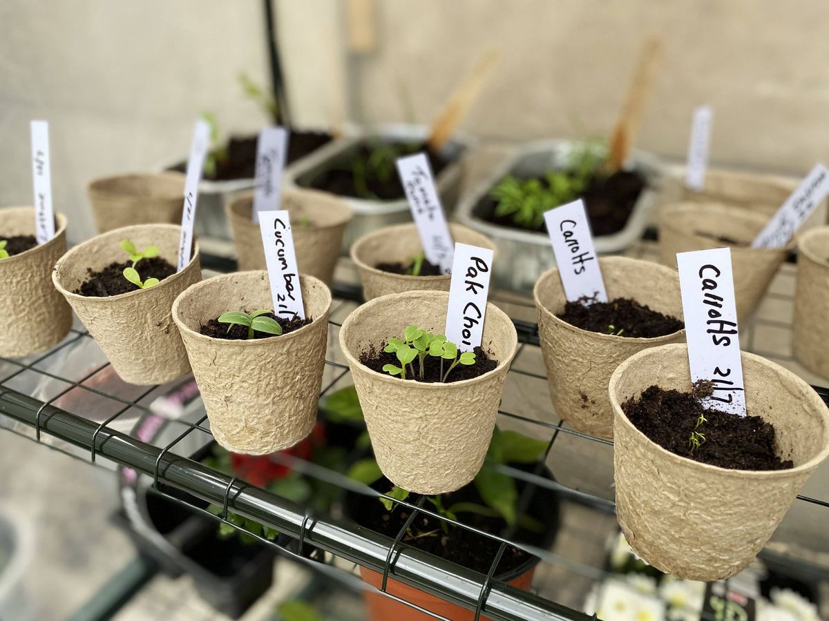 Seedlings planted in pots and labelled