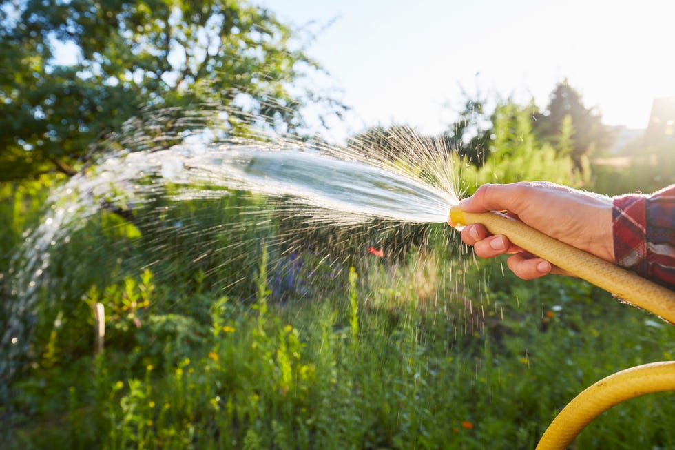Woman watering plants and flowers with a yellow garden hose in the garden person watering garden with a hose in sunlight.