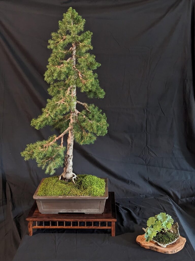 Dwarf Alberta Spruce – Informal Upright Dwarf Alberta Spruce - Informal Upright