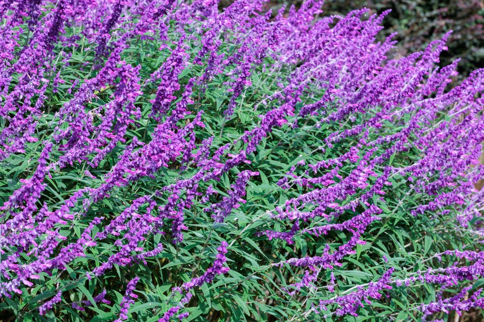 Salvia leucantha flowers in the garden blooming in autumn. Salvia leucantha flowers in the garden blooming in autumn.