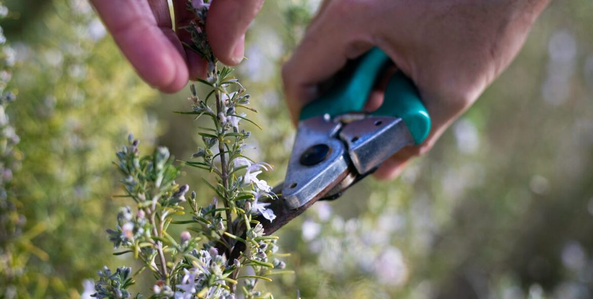 6 Shrubs To Prune In August For Healthier And More Flowers Next Year