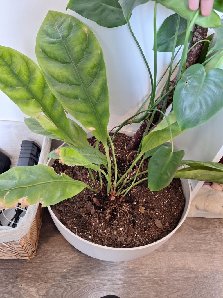 What plant is this in the middle?