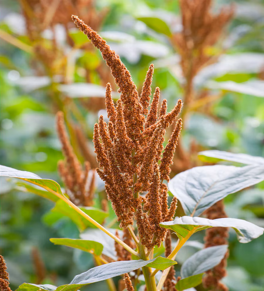 Amaranthus ‘Hot Biscuits’ 
