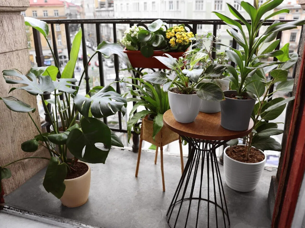 The city gardener: Houseplant vacations
