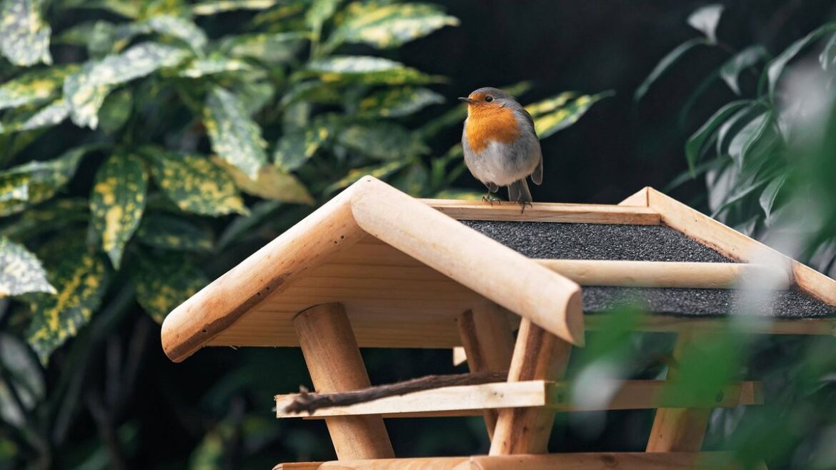 Irish gardeners asked to leave common food item outside to keep robins alive in July Irish Mirror