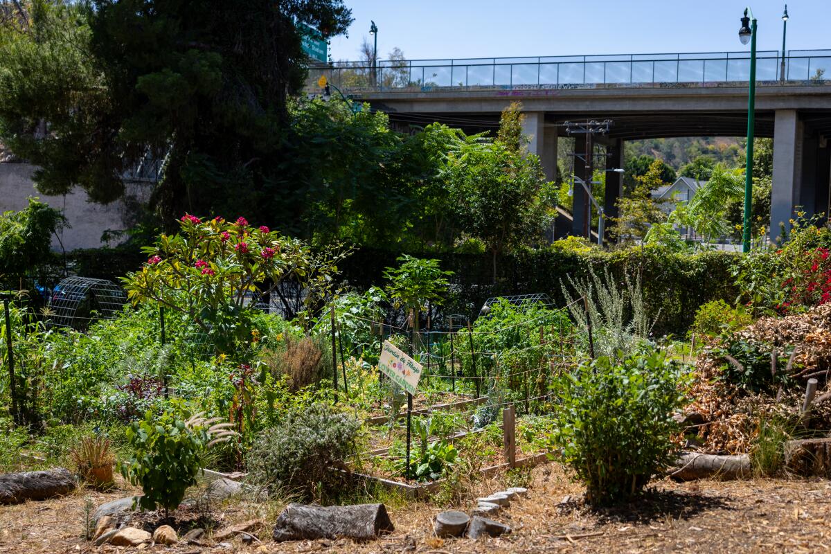 Some of the plants and greenery at Solano Canyon Community Garden.