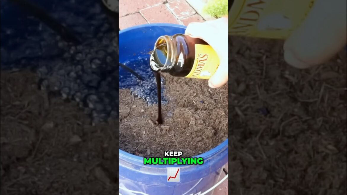California Gardening: How to Make Compost Tea: The Ultimate Organic Fertilizer! 💩🌿 How to Make Compost Tea: The Ultimate Organic Fertilizer! 💩🌿