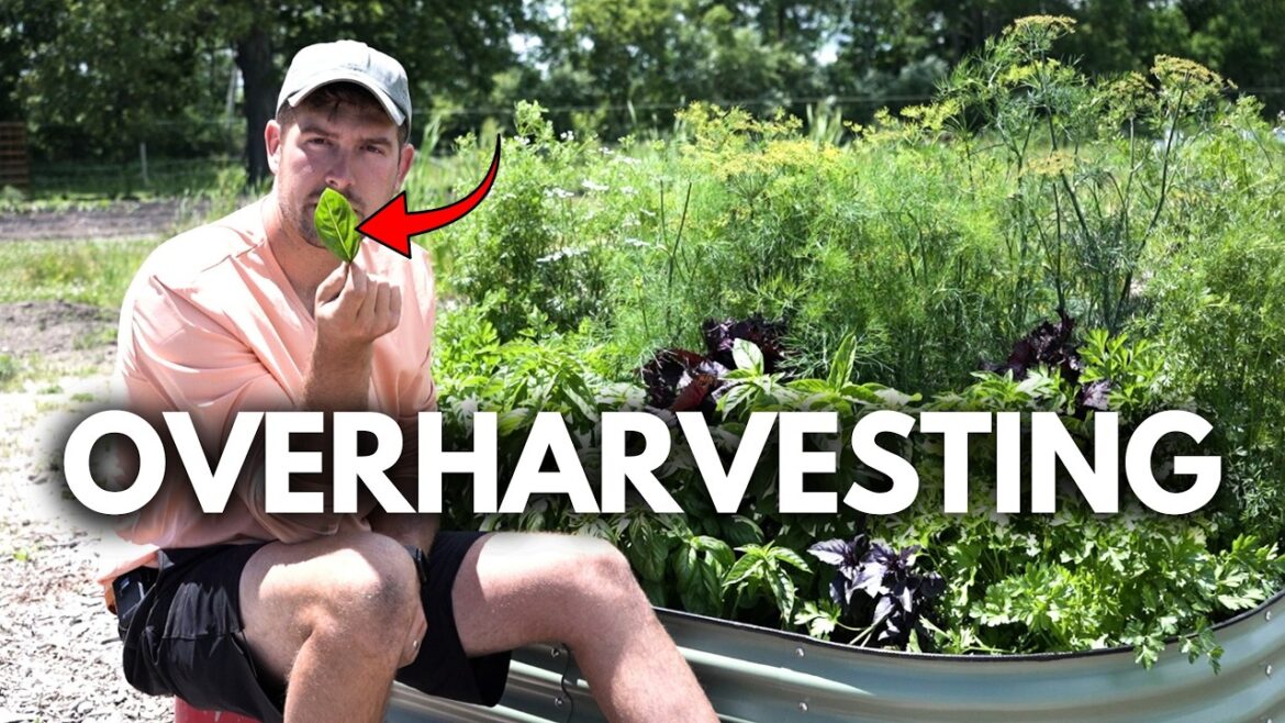 MIgardener: Most Gardeners FEAR Doing This To Their Herbs Most Gardeners FEAR Doing This To Their Herbs