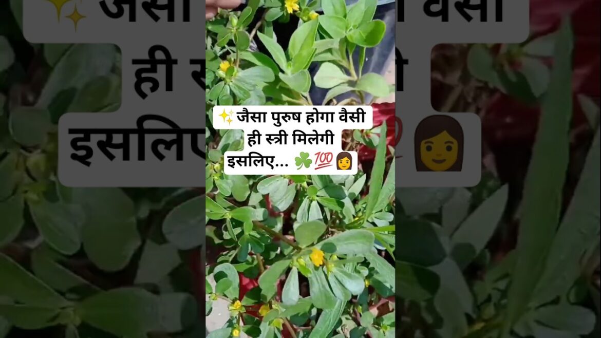 home gardening🌺 | Small flowers of nature #garden #flowers #nature #shorts #ytshorts #trueline home gardening🌺 | Small flowers of nature #garden #flowers #nature #shorts #ytshorts #trueline