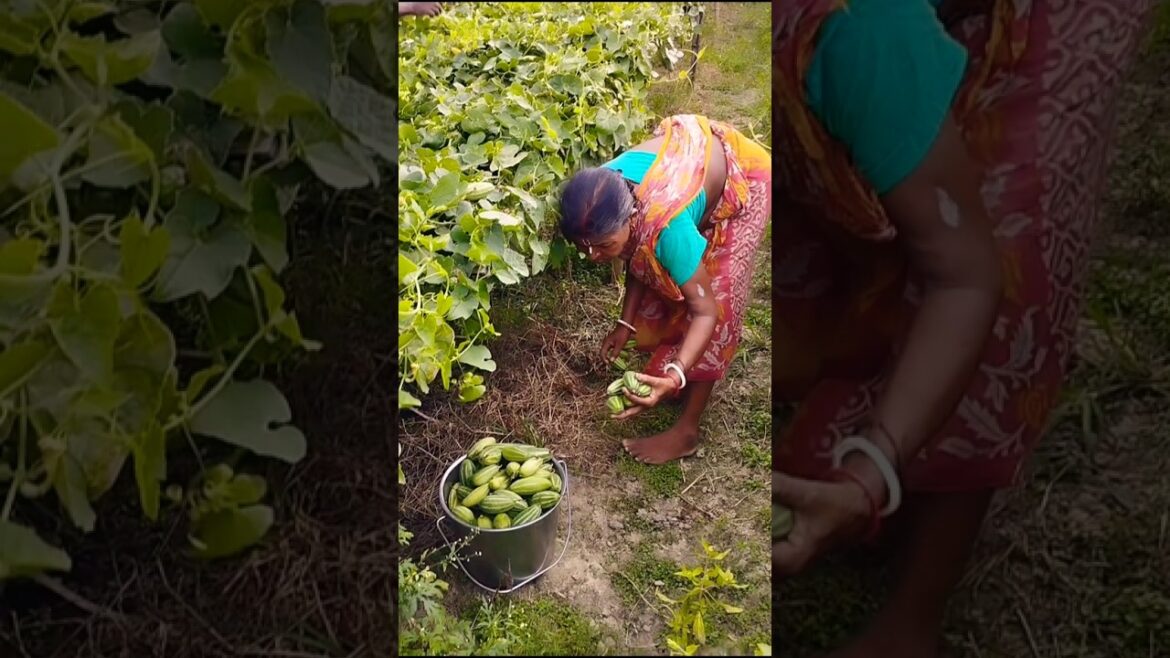 Traditional Pointed Gourd Harvest by Women #shorts Traditional Pointed Gourd Harvest by Women #shorts