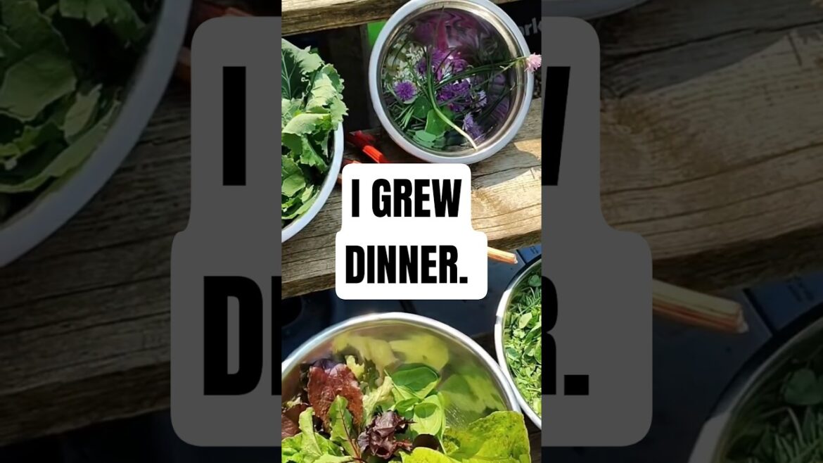 This Salad Was Growing Yesterday