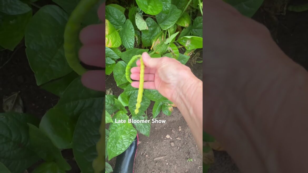 When to harvest field peas 🫛