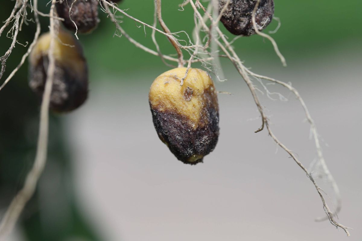 Potato blight or late blight is serious potato and tomato disease causes by a fungus-like microorganism Phytophthora infestans an oomycete or water mo