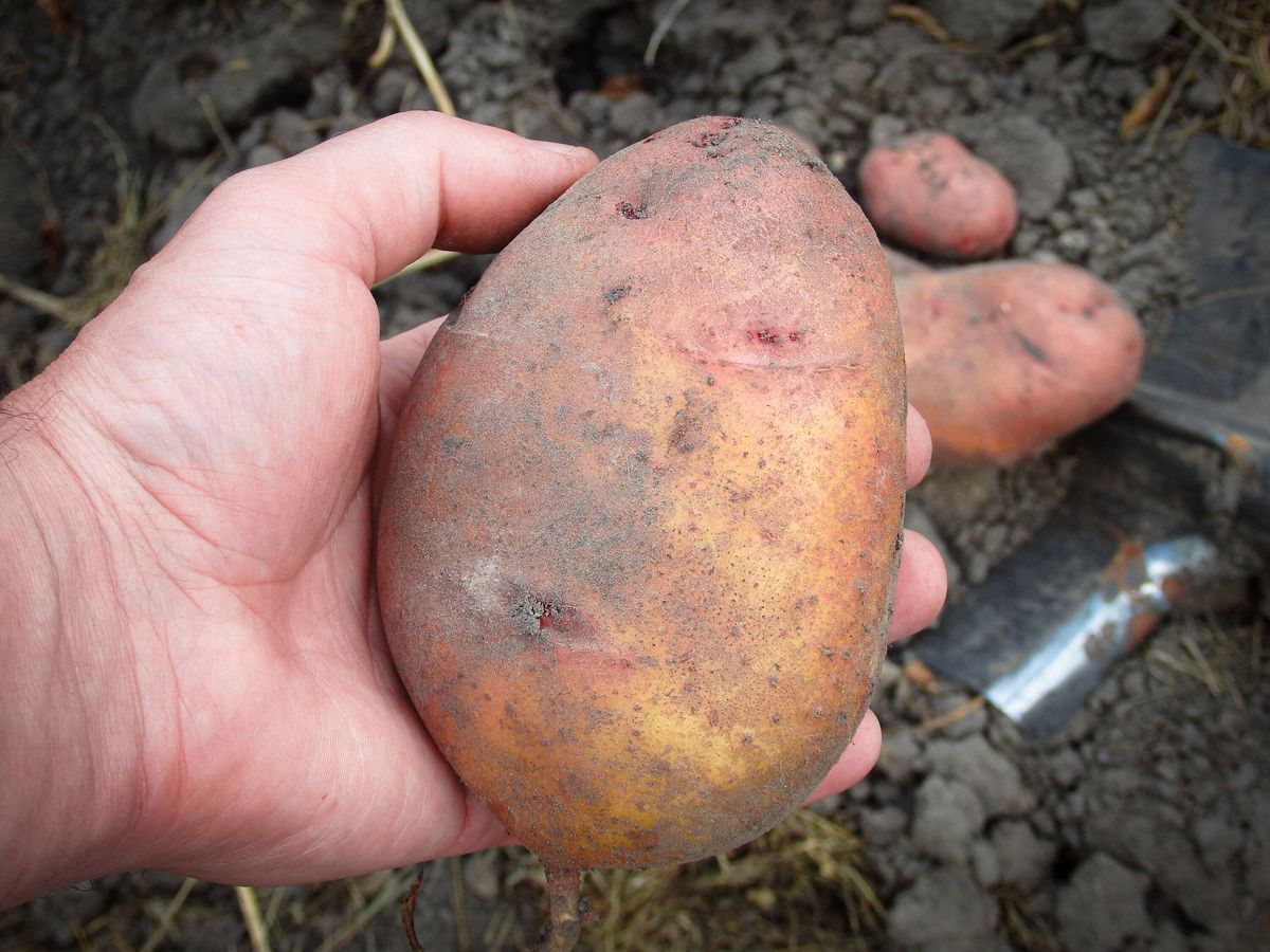 Farmer hands holding freshly harvested organic potatoes close up. Man picking potatoes earth fresh garden