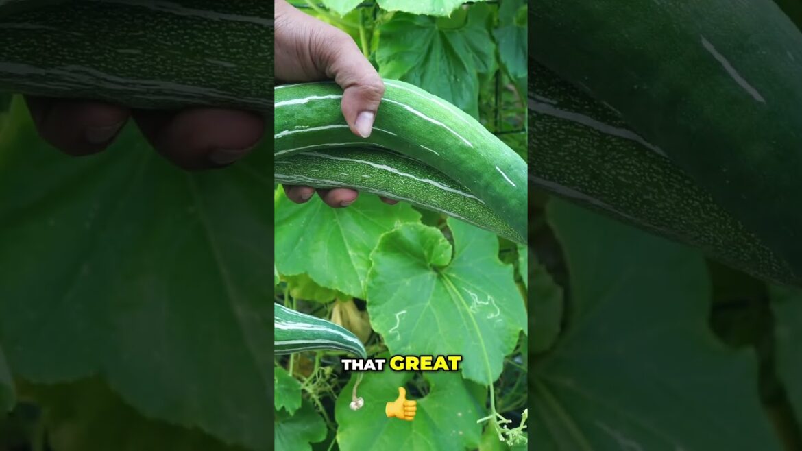 Grow Amazing Snake Gourds At Home! 🐍 Easy Container Gardening
