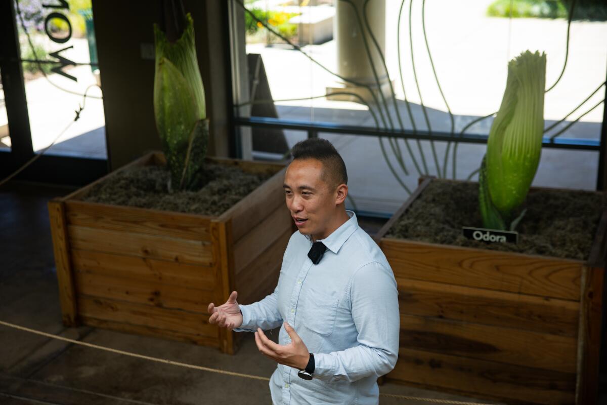 Brandon Tam, associate curator, speaks to reporters in front of two corpse flowers.