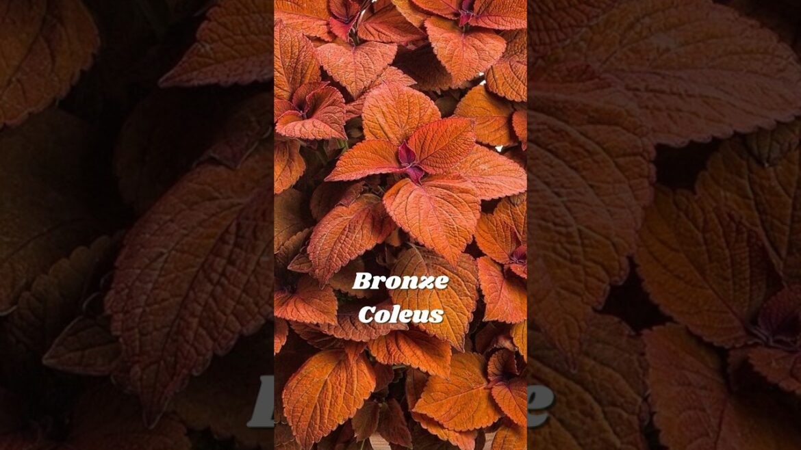 Rarest bronze-colored plants Rarest bronze-colored plants
