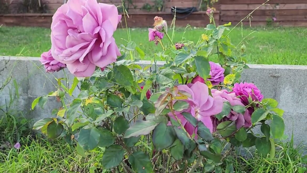 Front Garden Tour!