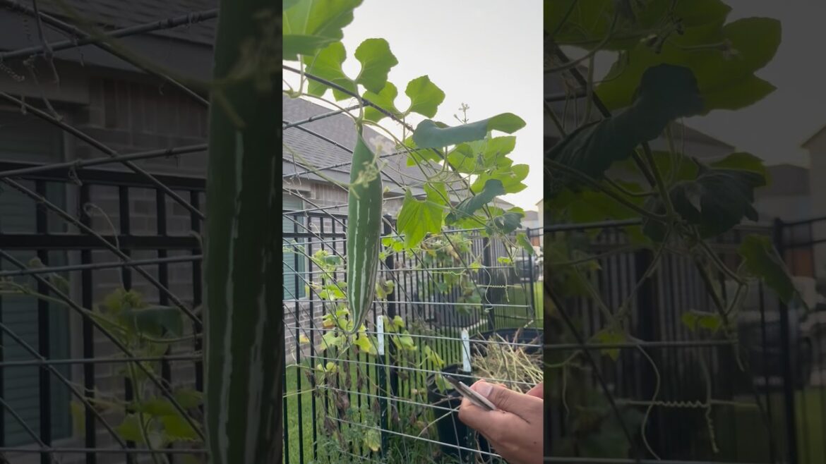 Snake Gourd Harvest || From seed to harvest || Harvest Joy #garden #harvestjoy #gardening Snake Gourd Harvest || From seed to harvest || Harvest Joy #garden #harvestjoy #gardening