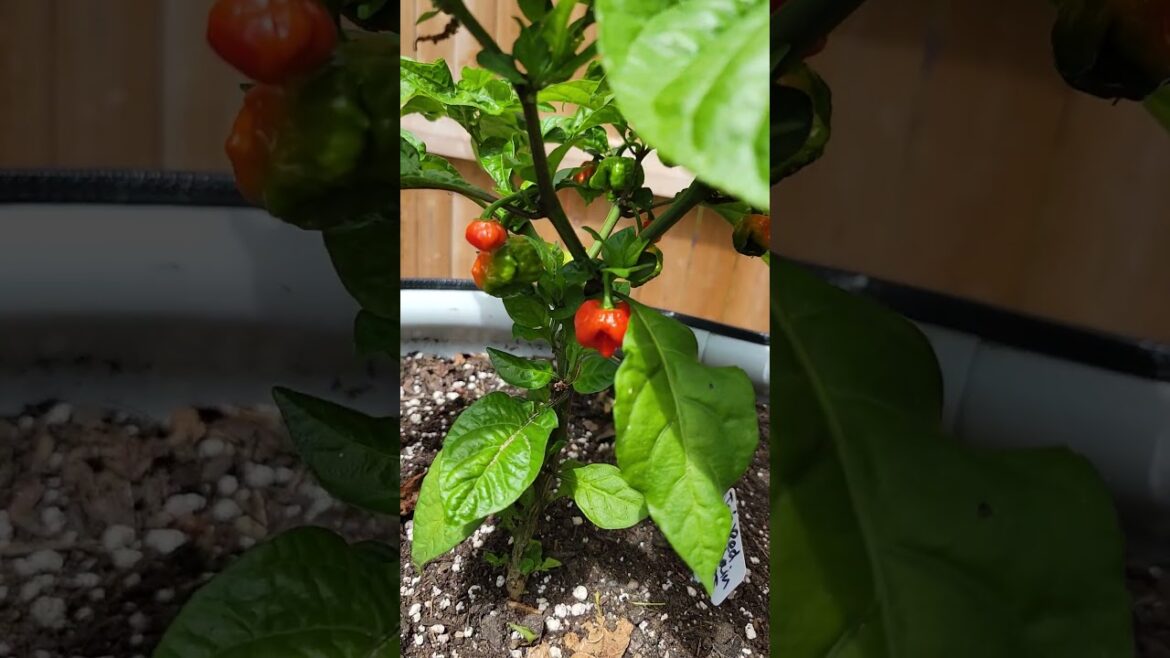 Jay’s Red Brainstrain’s #garden #hotpepper #plantseeds #growyourownfood #containergardening Jay's Red Brainstrain's #garden #hotpepper #plantseeds #growyourownfood #containergardening