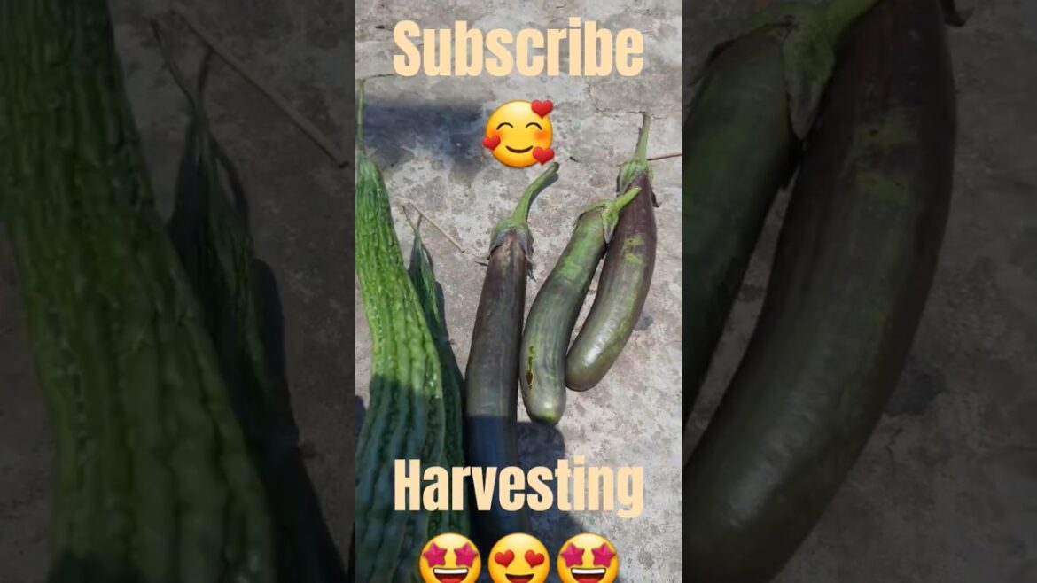 Organic vegetable gardening and harvesting on rooftop #shorts Organic vegetable gardening and harvesting on rooftop #shorts