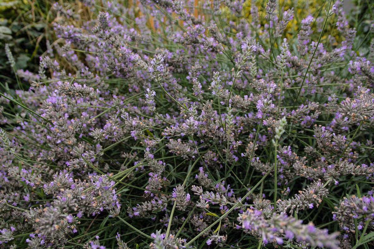 Lavender