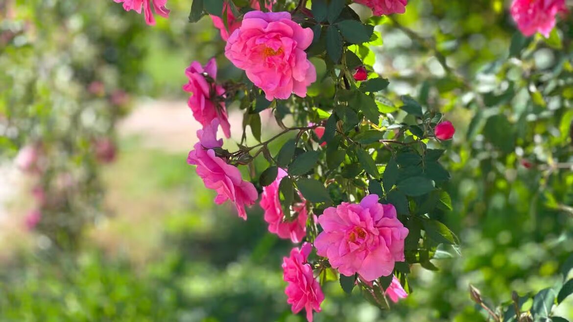 Monty Don urges gardeners to do ‘very important’ task for roses this month Liverpool Echo