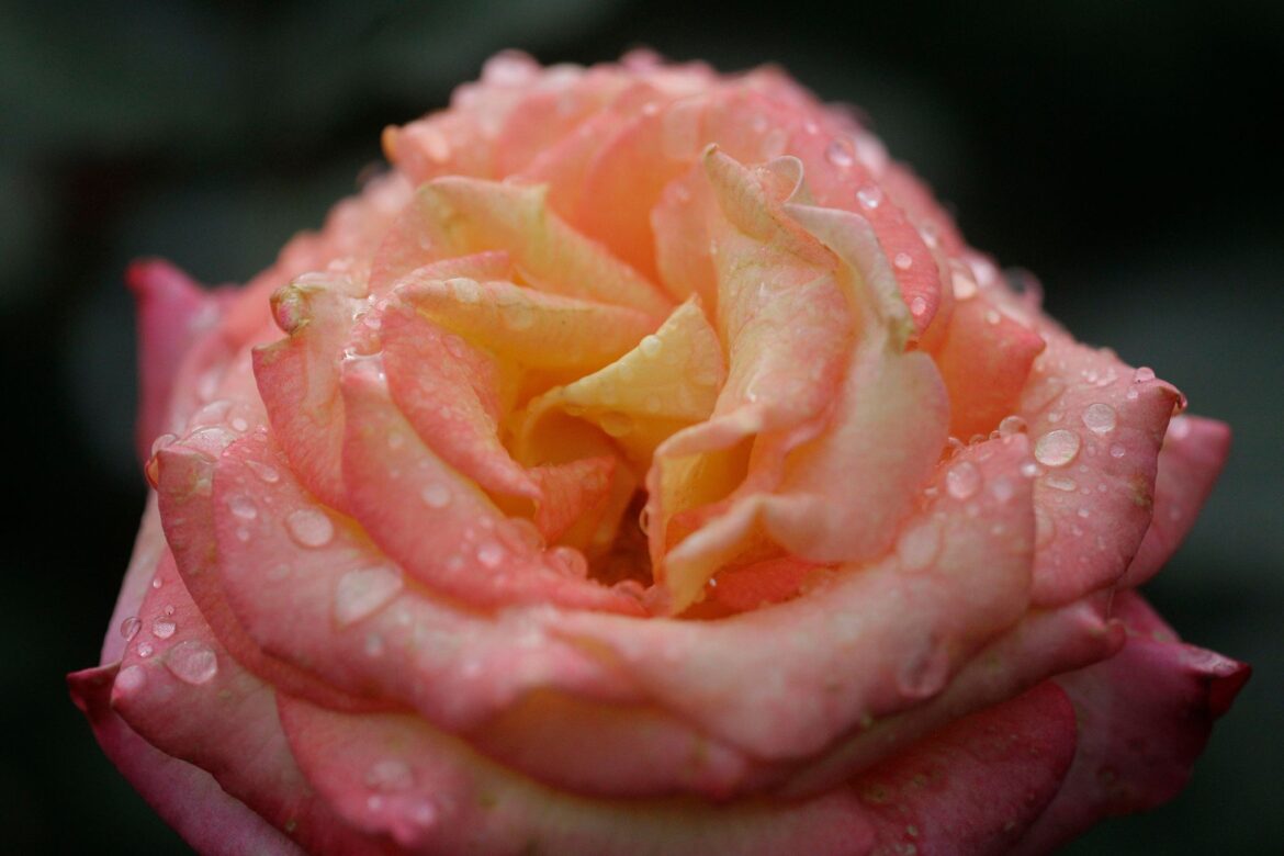 How to protect your roses from black spot disease