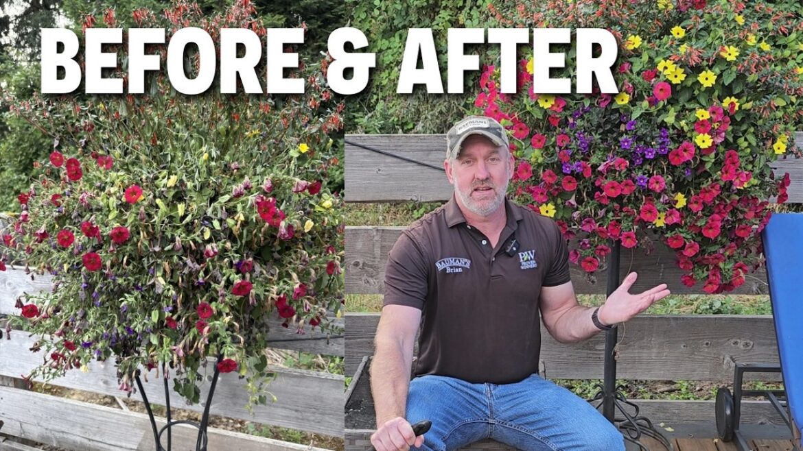Hanging Basket Care: Water, Fertilize, Spray | Bauman's Farm and Garden