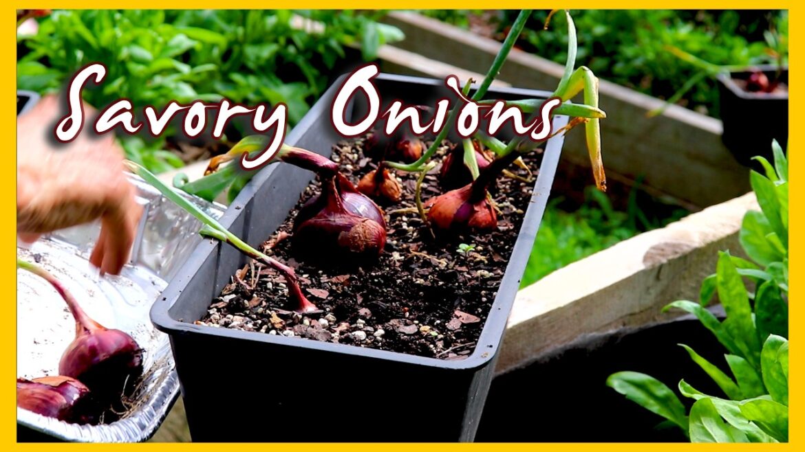 Kaye Kittrell: Onion Harvest, Replanting Cool Season Cabbages & More! Onion Harvest, Replanting Cool Season Cabbages & More!